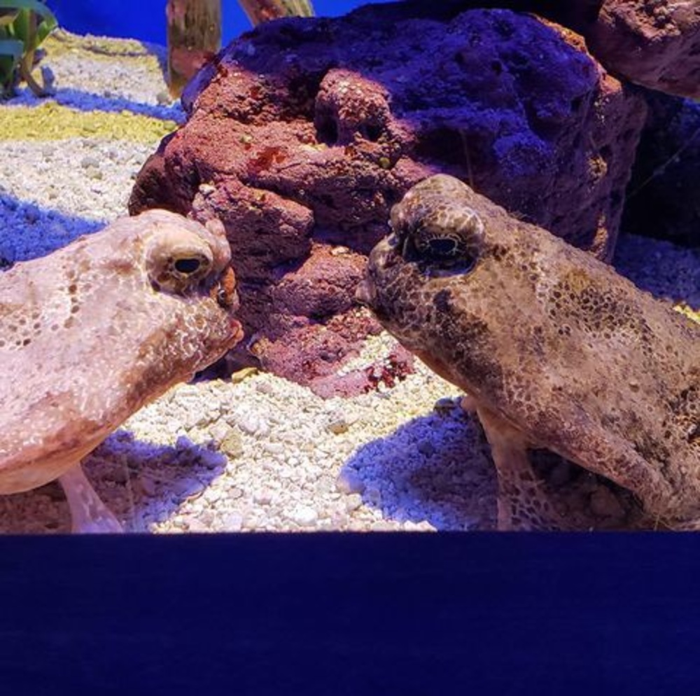 Meet your Posher, Eer